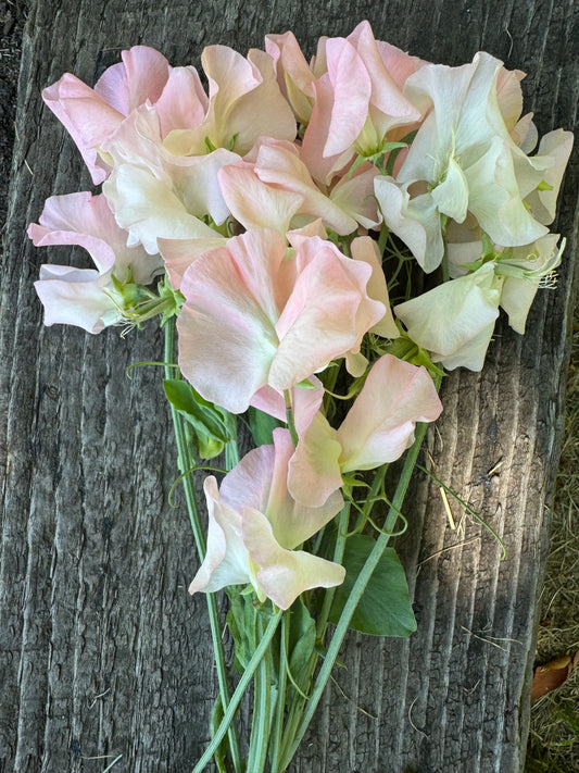 Castlewellan Sweet Pea