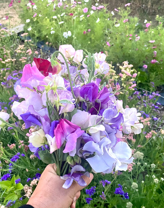 Sweet Pea Confetti Mix