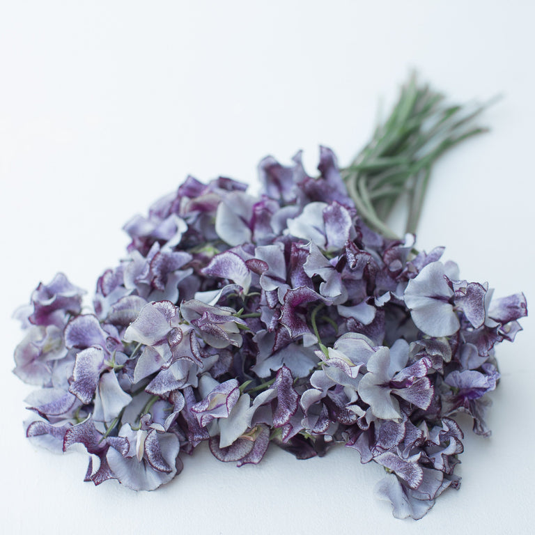 Nimbus Sweet Pea