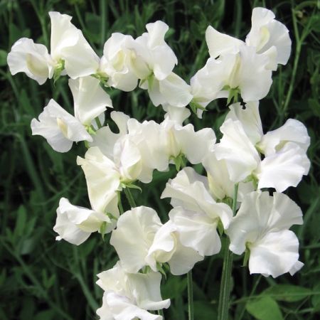 Old Times Sweet Pea