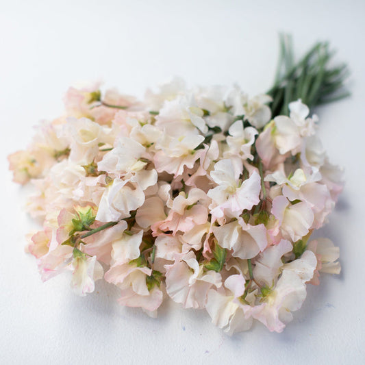 Piggy Sue Sweet Pea